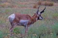 American Pronghorn Antelope Royalty Free Stock Photo